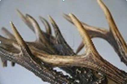 Picture CARRIBOU HEAD 150x100cm