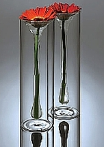 Vase STEM