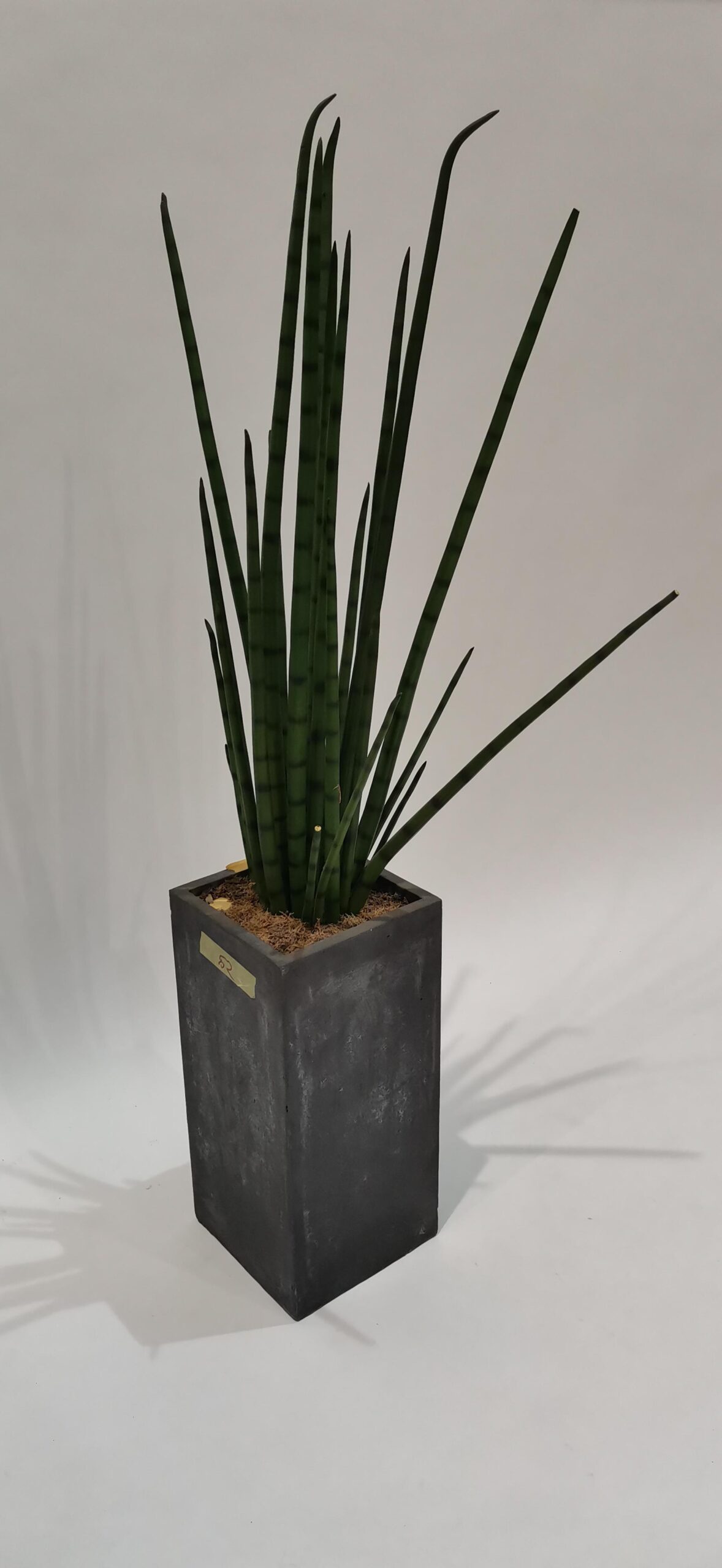 Plant SANSEVIERIA potted