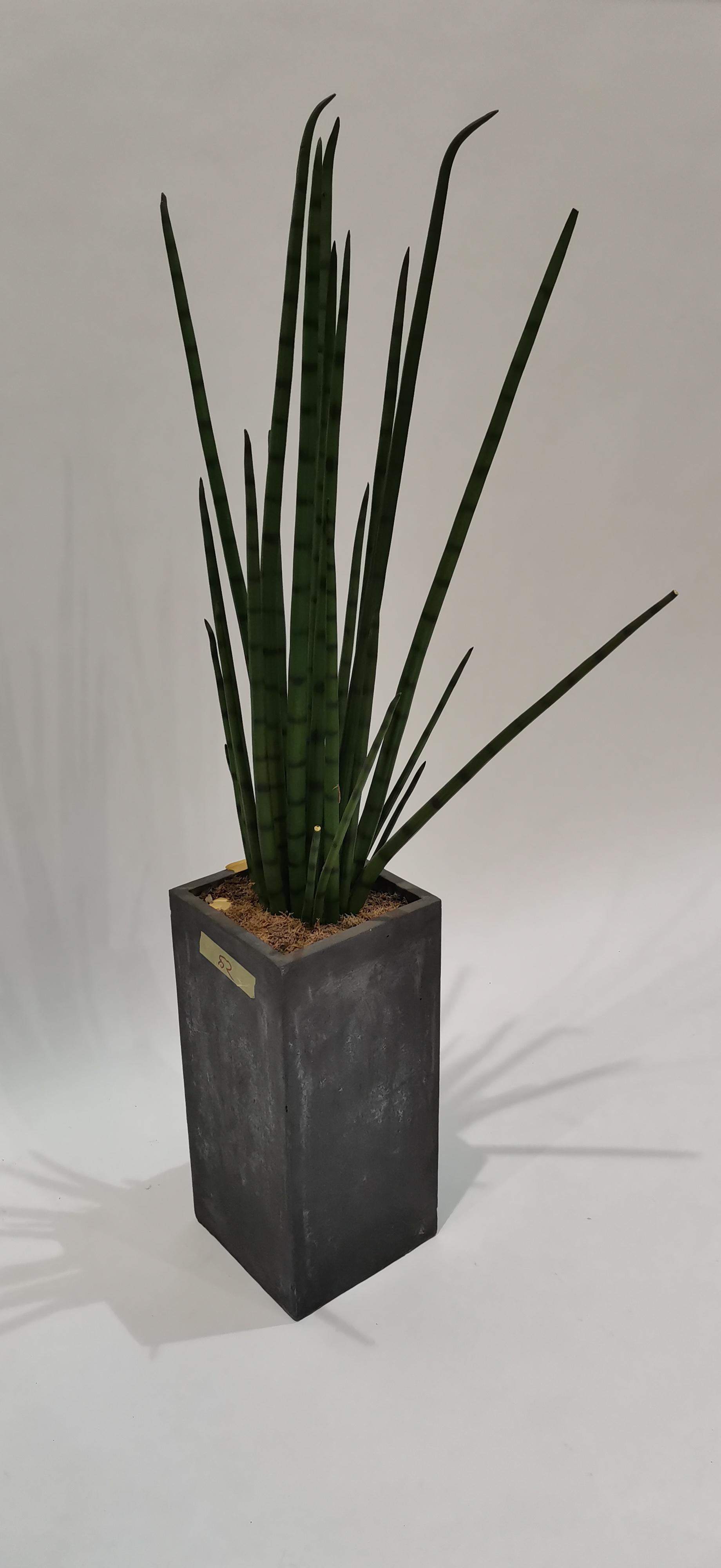 Plant SANSEVIERIA potted