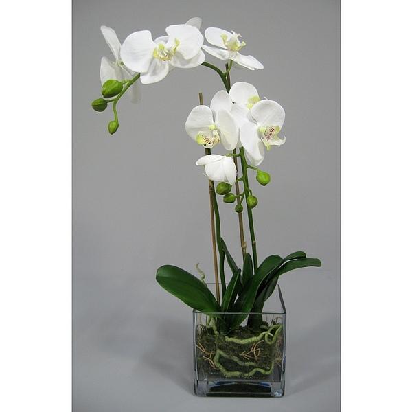 Plant ORCHIDEE in vase USED