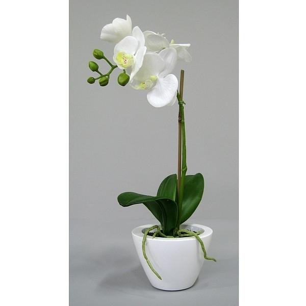 Plant ORCHIDEE  in bowl USED