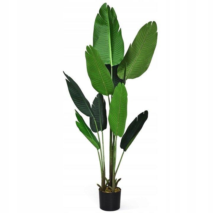 Plant STRELIZIA H160cm