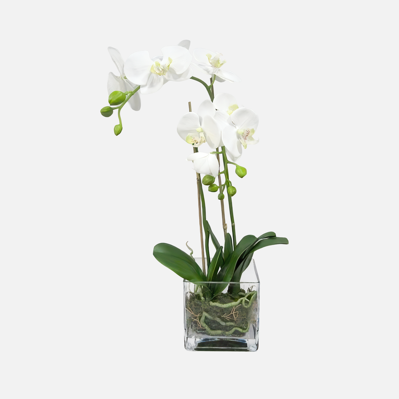 Plant ORCHIDEE in vase USED