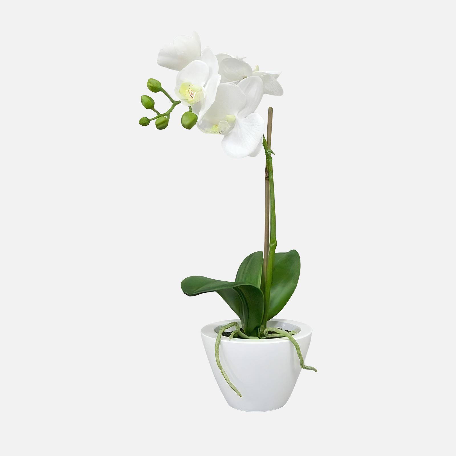 Plant ORCHIDEE  in bowl USED